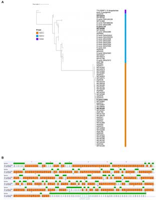 The type-2 Streptococcus canis M protein SCM-2 binds fibrinogen and facilitates antiphagocytic properties